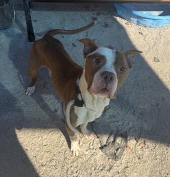 Rescue Pit Bull Terrier Dogs for Adoption in Philadelphia, Pennsylvania - Diesel | PetCurious