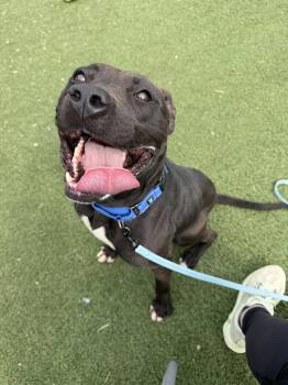 Pit Bull Terrier Dogs Available for Adoption - Urchin | PetCurious