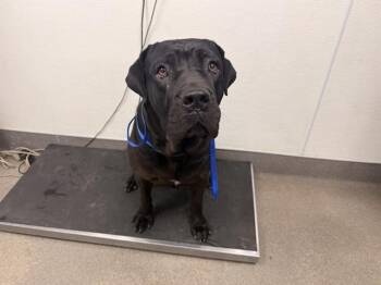 Maricella - (Courtesy Post) Adopt Me! -  Labrador Retriever and Cane Corso Dog for Adoption in Lake Forest, California - Maricella - (Courtesy Post) Adopt Me! | PetCurious