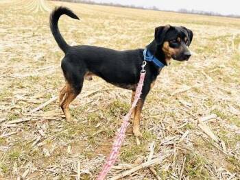 Mixed Breed Dogs Available for Adoption in Milton, Delaware - Billy Joel | PetCurious