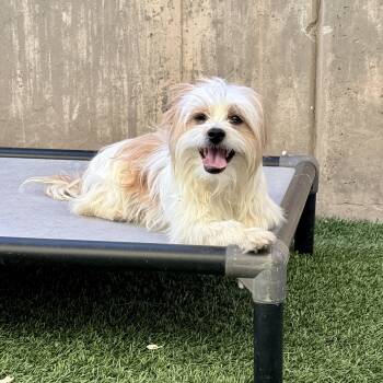 Bradley -  Shih Tzu Dog Available for Adoption in St. George, Utah - Bradley | PetCurious