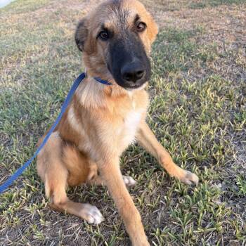 Vito -  German Shepherd Dog Dog for Adoption in Harlingen, Texas - Vito | PetCurious