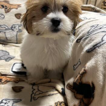 Janna 5.4 lbs -  Lhasa Apso Dog for Adoption in Antwerp, Ohio - Janna 5.4 Lbs | PetCurious