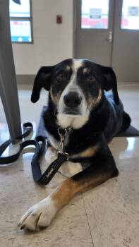 Beagle Dogs Available for Adoption in Semmes, Alabama - Dally | PetCurious