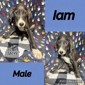 Labrador Retriever Dogs Available for Adoption in Manchester, Connecticut - Iam | PetCurious