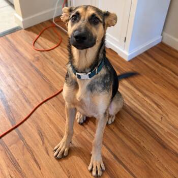 Jade -  German Shepherd Dog Dog for Adoption in Lodi, California - Jade | PetCurious