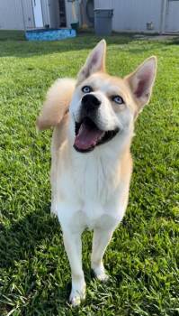 Rescue Husky Dogs for Adoption in Rosenberg, Texas - TAZ | PetCurious