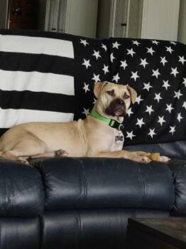 Rescue Pit Bull Terrier Dogs for Adoption in New Smyrna Beach, Florida - Gunner | PetCurious