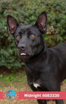 Midnight -  Labrador Retriever Dog for Adoption in Mobile, Alabama - Midnight | PetCurious