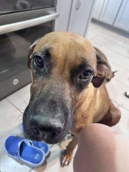 Black Mouth Cur and Mixed Breed Dogs Available for Adoption - Ophelia | PetCurious