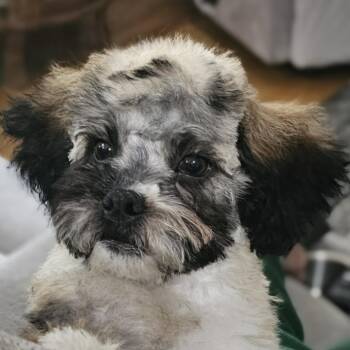 Shih Tzu and Poodle Dogs Available for Adoption in Fenton, Michigan - DOBBY | PetCurious