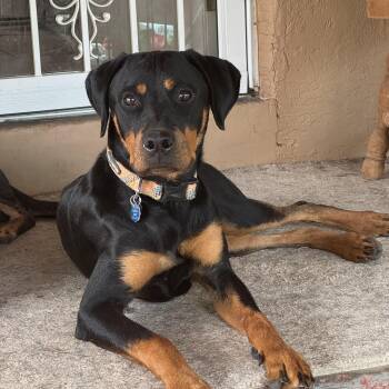 Doberman Pinscher and Rottweiler Dogs Available for Adoption in Humble, Texas - Maybe | PetCurious