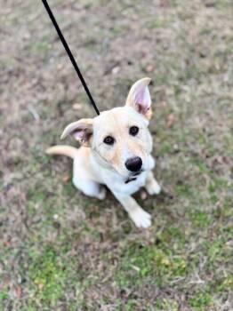 Shepherd and Mixed Breed Dogs Available for Adoption - Nilla | PetCurious