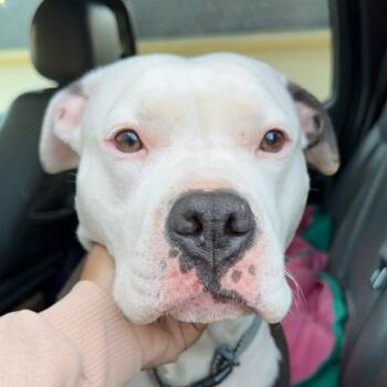 Rescue Pit Bull Terrier Dogs for Adoption in Lynchburg, Virginia - Stormy | PetCurious