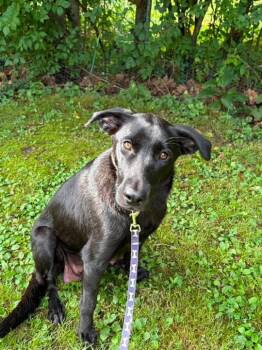 Marcie -  Labrador Retriever Dog for Adoption in Barnhart, Missouri - Marcie | PetCurious