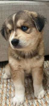 Elsa -  Husky Dog for Adoption in Woodstock, Ontario - Elsa | PetCurious