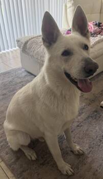 White German Shepherd Dogs Available for Adoption in Londonderry, New Hampshire - Monty | PetCurious