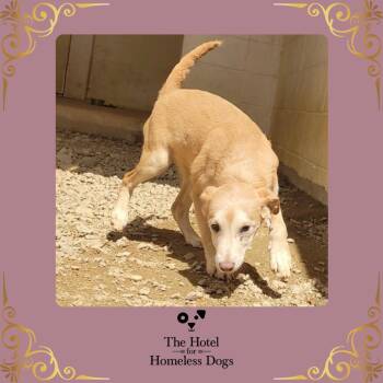 Carolyn -  Shepherd and Labrador Retriever Dog for Adoption in Cumberland, Rhode Island - Carolyn | PetCurious