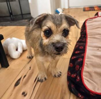 Leo -  Border Terrier and Pug Dog for Adoption in Sharon, Connecticut - Leo | PetCurious