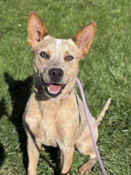 Grasshopper -  Australian Cattle Dog Blue Heeler Dog for Adoption in Lancaster, Ohio - Grasshopper | PetCurious