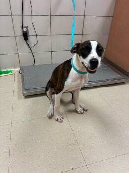 Optimus Prime -  Mixed Breed Dog for Adoption in Bossier City, Louisiana - Optimus Prime | PetCurious