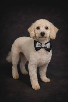 Havanese and Miniature Poodle Dogs Available for Adoption - Grasshopper | PetCurious