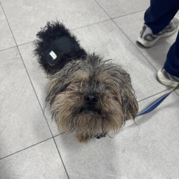 Lucky -  Yorkshire Terrier Dog for Adoption in Newark, New Jersey - Lucky | PetCurious