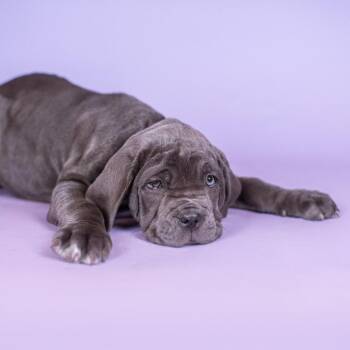 Neapolitan Mastiff Dogs Available for Adoption - Nantucket Glo | PetCurious