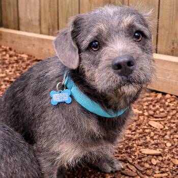 Terrier Dogs Available for Adoption in Boerne, Texas - Rian | PetCurious