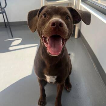 Labrador Retriever and Mixed Breed Dogs Available for Adoption in Roanoke, Virginia - Damien | PetCurious