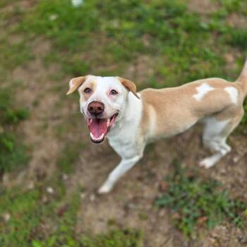 Mixed Breed Dogs Available for Adoption in Charleston, West Virginia - Ghost | PetCurious