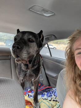 Rescue Cane Corso Dogs for Adoption in Roy, Utah - Charlie Cale | PetCurious