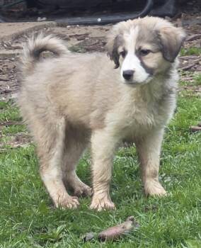 Australian Shepherd and Great Pyrenees Dogs Available for Adoption in Union Grove, Wisconsin - Athena | PetCurious