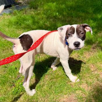 Lola -  Mixed Breed Dog for Adoption in Griswold, Connecticut - Lola | PetCurious
