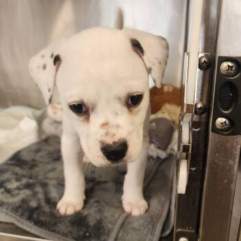 Mixed Breed Dogs Available for Adoption in Evensville, Tennessee - Reba | PetCurious