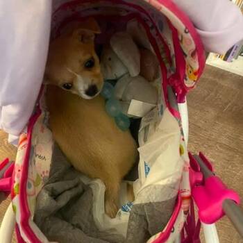 Phoebe -  Chihuahua and Mixed Breed Dog for Adoption in TIMBERCRK CYN, Texas - Phoebe | PetCurious