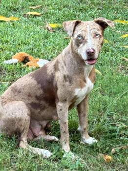 Marble Marbly Marb-A-Lee -  Catahoula Leopard Dog and Mixed Breed Dog for Adoption in Bardonia, New York - Marble Marbly Marb-A-Lee | PetCurious