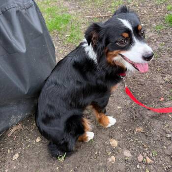 Australian Shepherd Dogs Available for Adoption in Lenexa, Kansas - Maizy | PetCurious