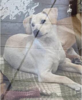 Fawn -  Labrador Retriever Dog for Adoption in Fort Collins, Colorado - Fawn | PetCurious