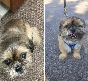Kaylynn -  Shih Tzu Dog for Adoption in La Grange Park, Illinois - Kaylynn | PetCurious