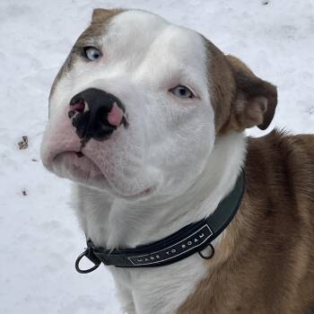 Pit Bull Terrier Dogs Available for Adoption - Brady | PetCurious