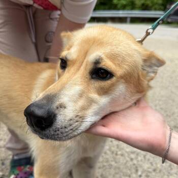 Biscuit -  Mixed Breed Dog for Adoption in Charleston, West Virginia - Biscuit | PetCurious