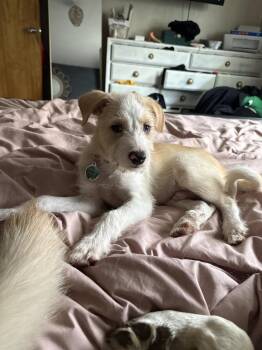 Zander -  Mixed Breed Dog for Adoption - Zander | PetCurious