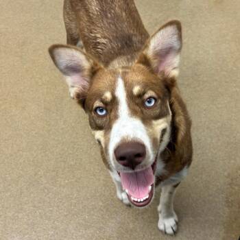 Skye -  Husky and Mixed Breed Dog for Adoption in Corpus Christi, Texas - Skye | PetCurious