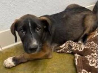 Upton -  Shepherd and Mixed Breed Dog for Adoption in Kansas City, Missouri - Upton | PetCurious