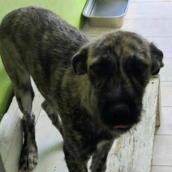 Ginger -  Labrador Retriever and Mixed Breed Dog for Adoption in Englewood, Florida - Ginger | PetCurious