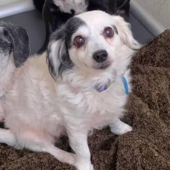 Spaniel and Mixed Breed Dogs Available for Adoption in Chino Hills, California - Patches - Chino Hills Location | PetCurious