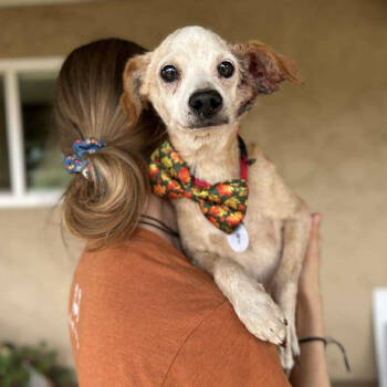 Rescue Chihuahua Dogs for Adoption in Ramona, California - Scrappy | PetCurious