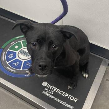 Rat Terrier and Mixed Breed Dogs Available for Adoption in Tampa, Florida - Max | PetCurious