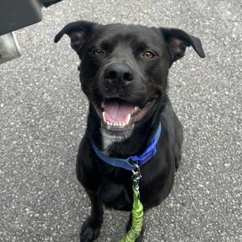 Pit Bull Terrier and Mixed Breed Dogs Available for Adoption in Cabot, Arkansas - Fenrir | PetCurious
